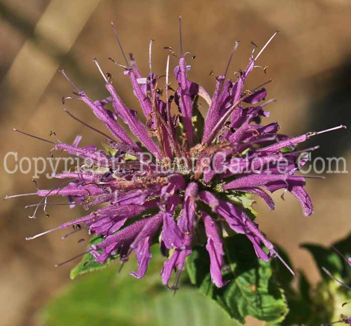 PGC-P-Monarda-didyma-Blue-Stocking-1