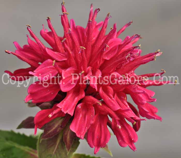 PGC-P-Monarda-didyma-Fireball-2-2010