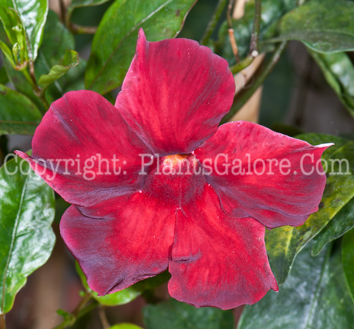 PGC-V-Mandevilla-Sun-Parasol-Pretty-Crimson-0514e-1