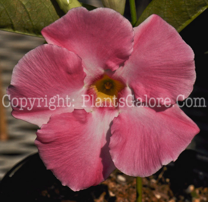 PGC-V-Mandevilla-Sunmandecrium-03-2012-1