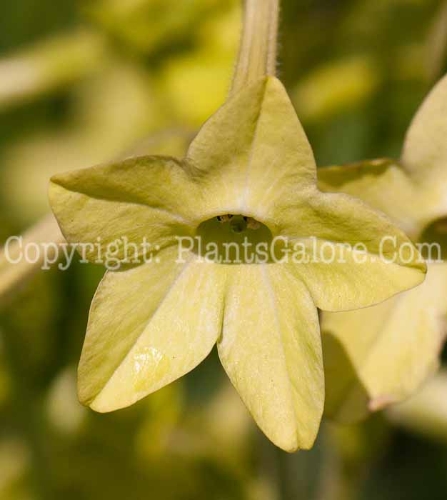 PGC-A-Nicotiana-Lime-Green-0714-1