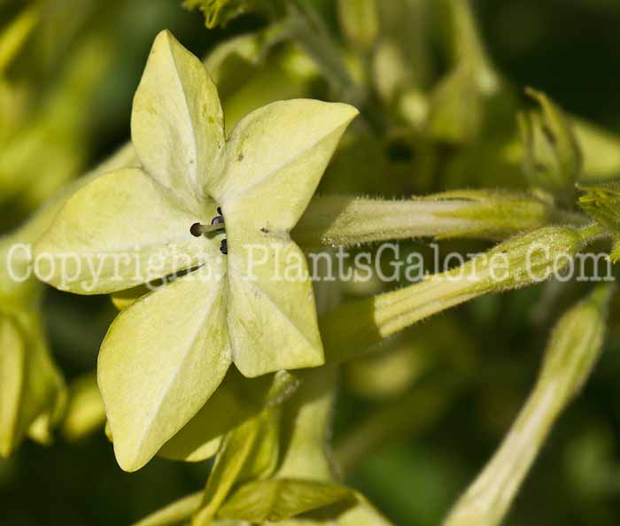 PGC-A-Nicotiana-Lime-Green-0714-3