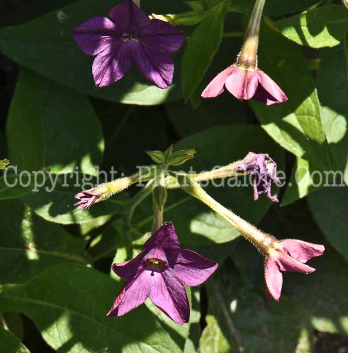 PGC-A-Nicotiana-Perfume-Deep-Purple-01