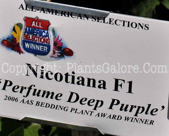 PGC-A-Nicotiana-Perfume-Deep-Purple-03