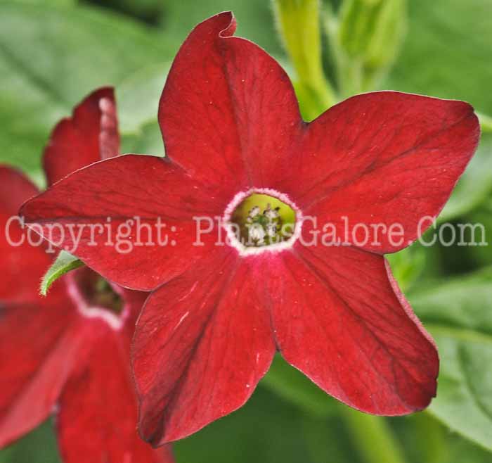 PGC-A-Nicotiana-Saratoga-Mix-2011-01