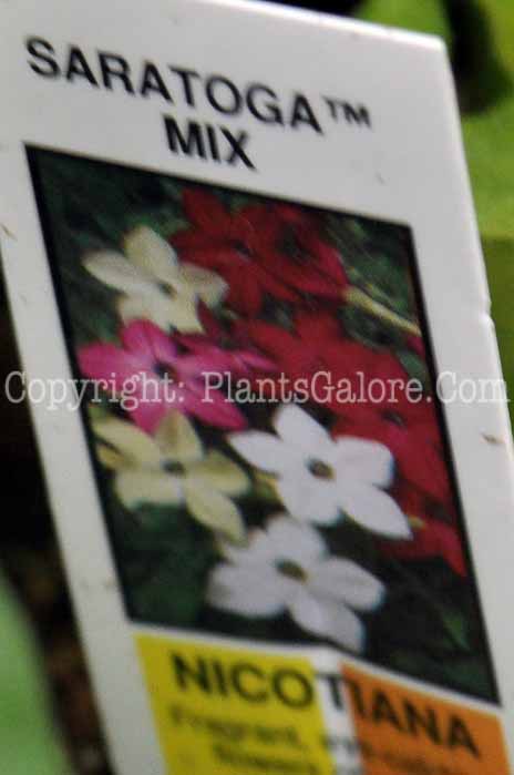 PGC-A-Nicotiana-Saratoga-Mix-2011-02