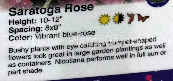 PGC-A-Nicotiana-Saratoga-Rose-01