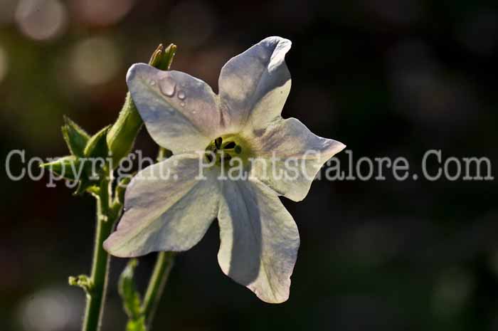 PGC-A-Nicotiana-alata-msu-2011-1