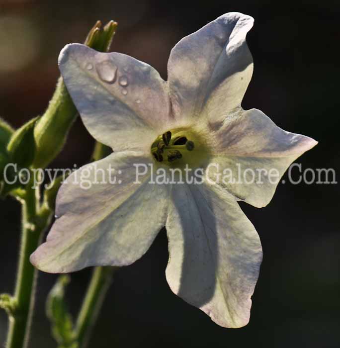 PGC-A-Nicotiana-alata-msu-2011-2