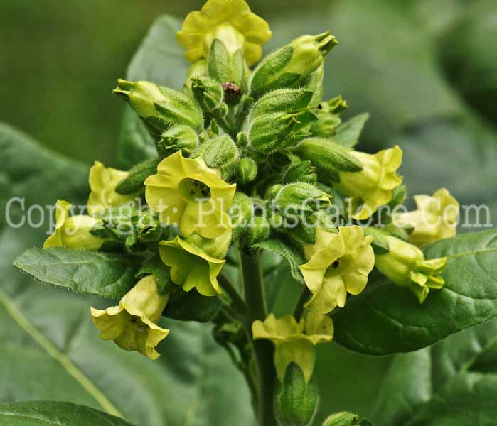 PGC-A-Nicotiana-rustica-2010-02