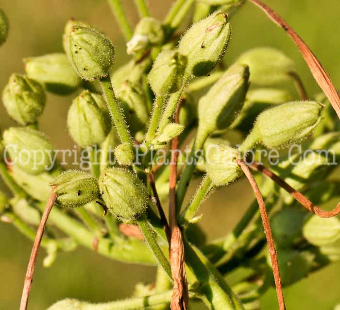 PGC-A-Nicotiana-sylvestris-msu-2011-1