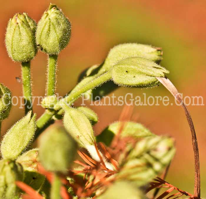 PGC-A-Nicotiana-sylvestris-msu-2011-2a