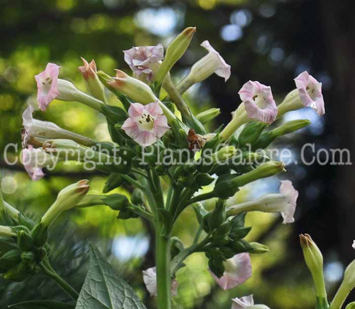 PGC-A-Nicotiana-tobaccum-03