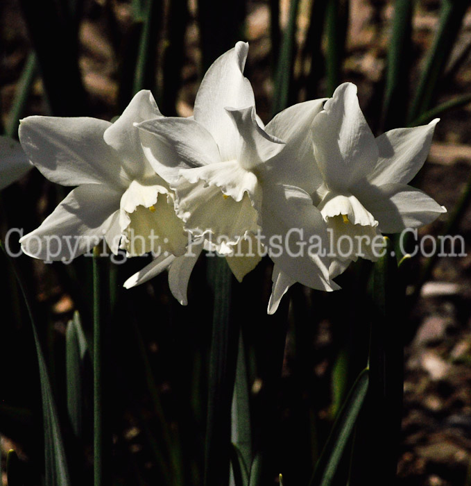 PGC-B-Narcissus-Jenny-2011-05-002