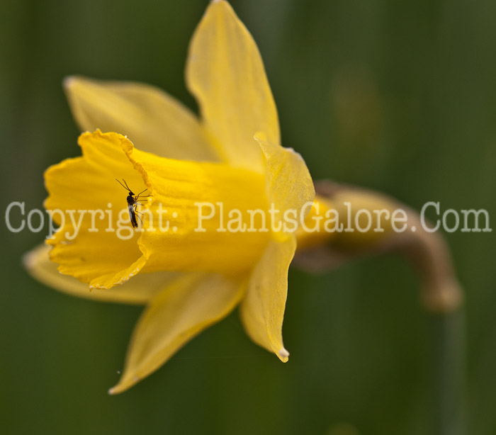 PGC-B-Narcissus-Little-Gem-0414-1