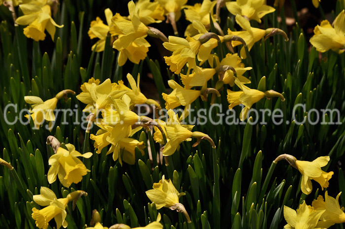 PGC-B-Narcissus-Little-Gem-2011-05-001