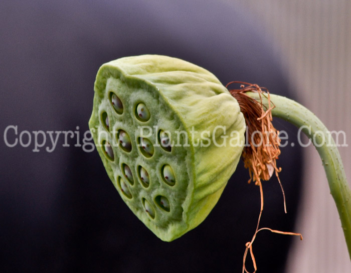 PGC-P-Nelumbo-nucifera-2011-1