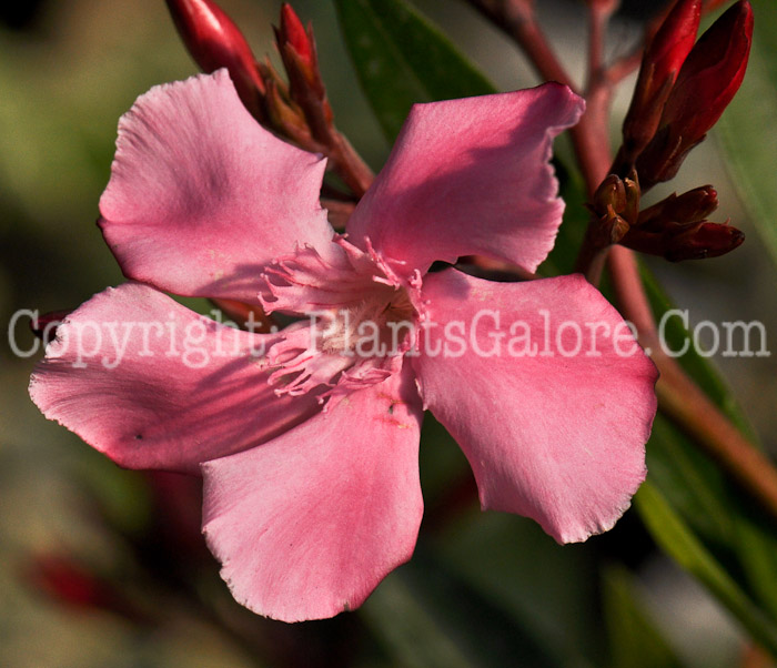 PGC-S-Nerium-oleander-04-2011-1