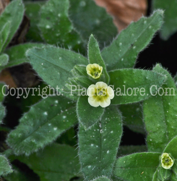 PGC-P-Nonea-lutea-aka-Yellow-Nonea-1