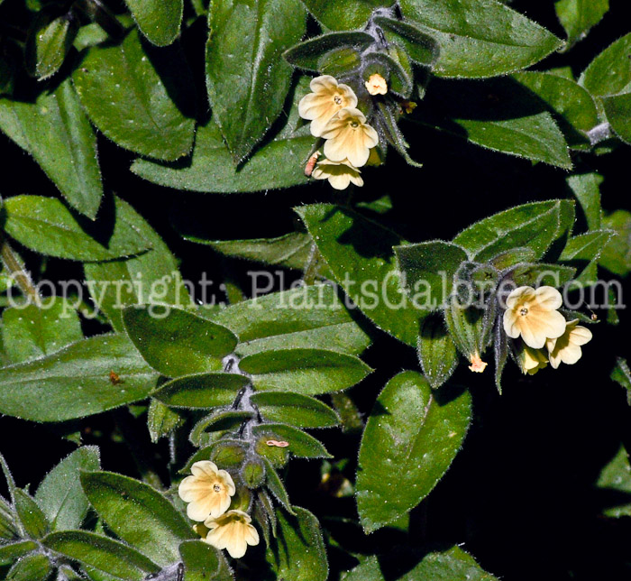 PGC-P-Nonea-lutea-aka-Yellow-Nonea-3