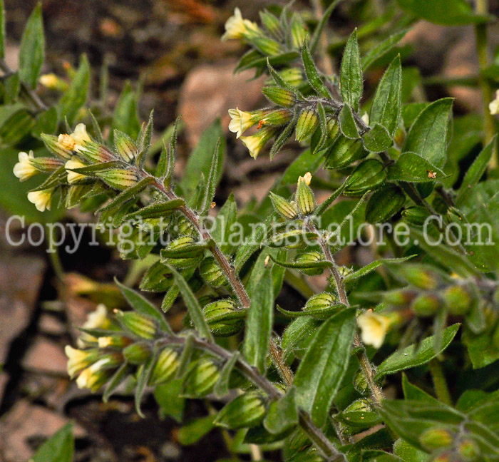 PGC-P-Nonea-lutea-aka-Yellow-Nonea-7