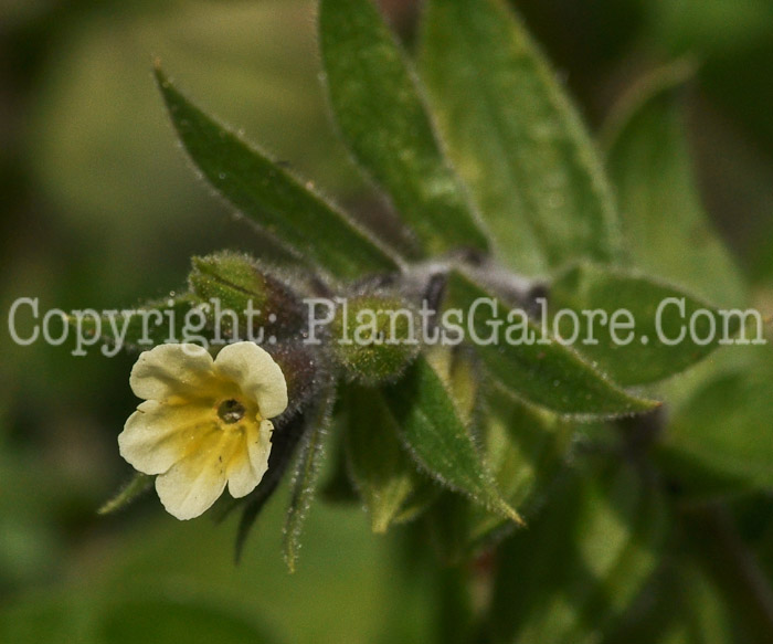 PGC-P-Nonea-lutea-aka-Yellow-Nonea-8