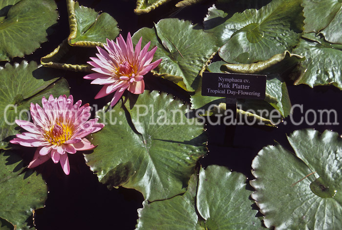 PGC-P-Nymphaea-Pink-Platter-0714-1