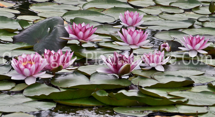 PGC-P-Nymphaea-aka-Water-Lily-20