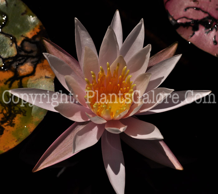 PGC-P-Nymphaea-aka-Water-Lily-9