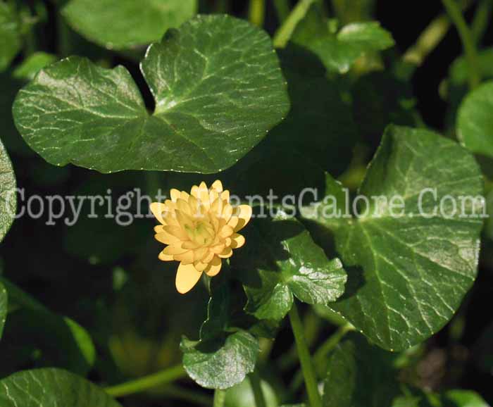 PGC-P-Ranunculus-ficaria-Brambling-2010-01