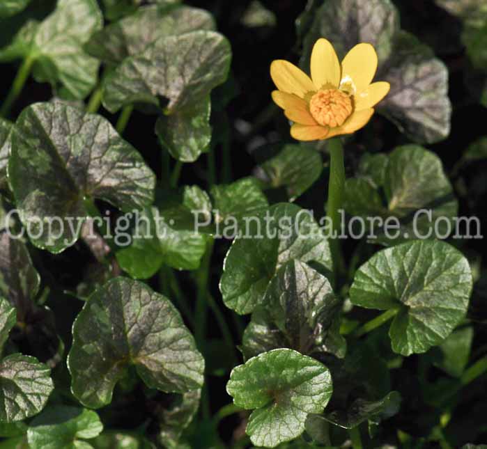 PGC-P-Ranunculus-ficaria-Dusky-Maiden-2010-01