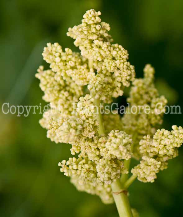 PGC-P-Rheum-rhaponticum-aka-Rhubarb-0514e-1