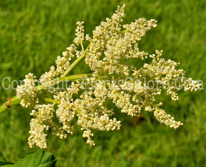 PGC-P-Rheum-rhaponticum-aka-Rhubarb-0613-1