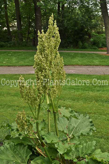 PGC-P-Rheum-rhaponticum-aka-Rhubarb-1