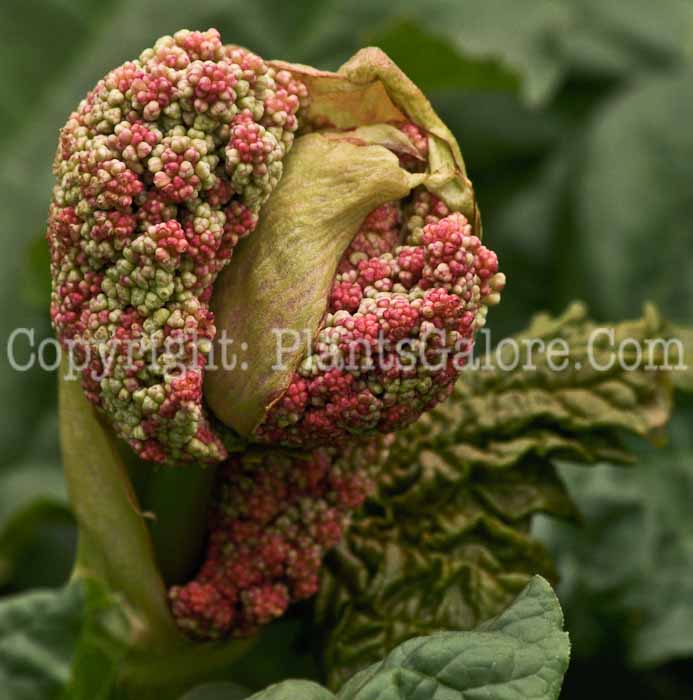 PGC-P-Rheum-rhaponticum-aka-Rhubarb-9