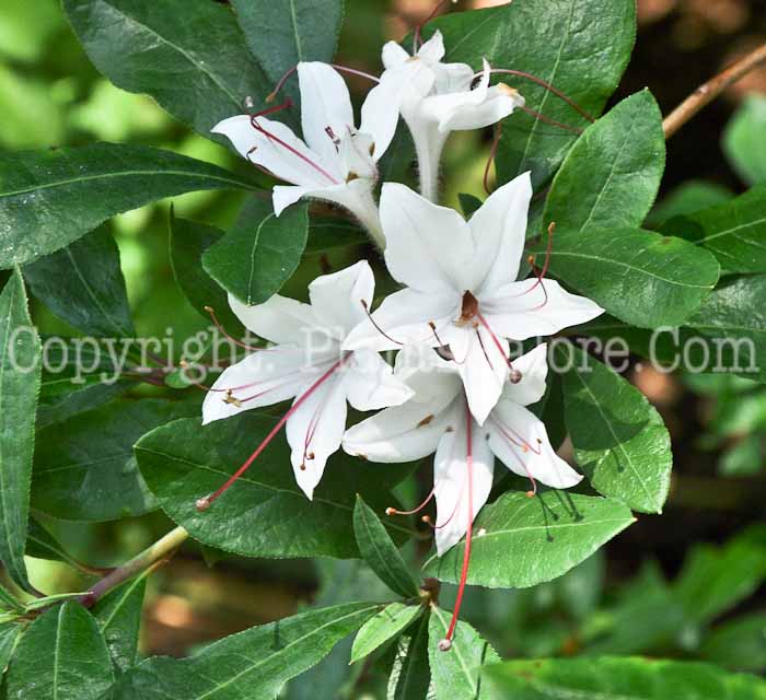 PGC-S-Rhododendron-arborescens-2