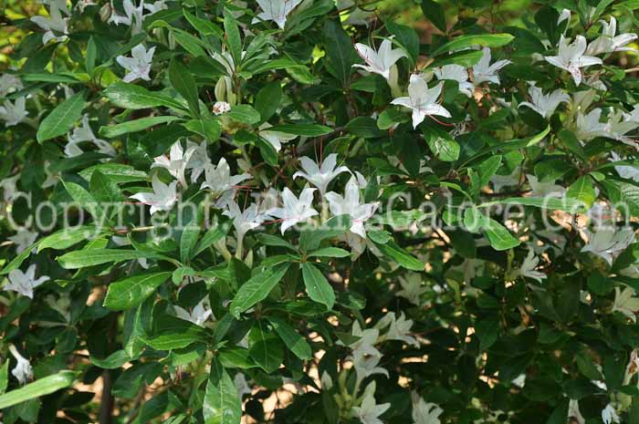 PGC-S-Rhododendron-arborescens-3