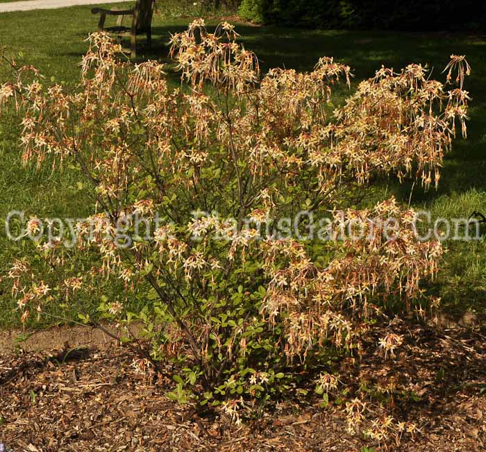 PGC-S-Rhododendron-austrinum-05-12-1