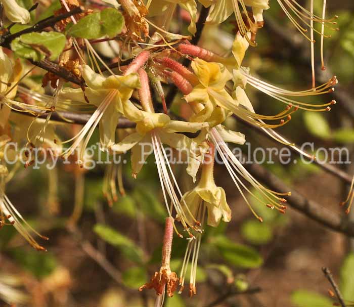 PGC-S-Rhododendron-austrinum-05-12-5