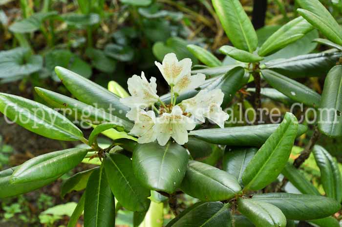 PGC-S-Rhododendron-brachycarpum-05-12-2