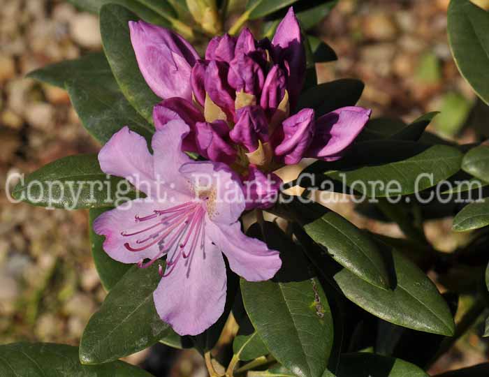 PGC-S-Rhododendron-catawbiense-02