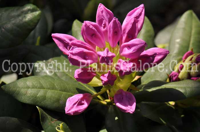 PGC-S-Rhododendron-catawbiense-04