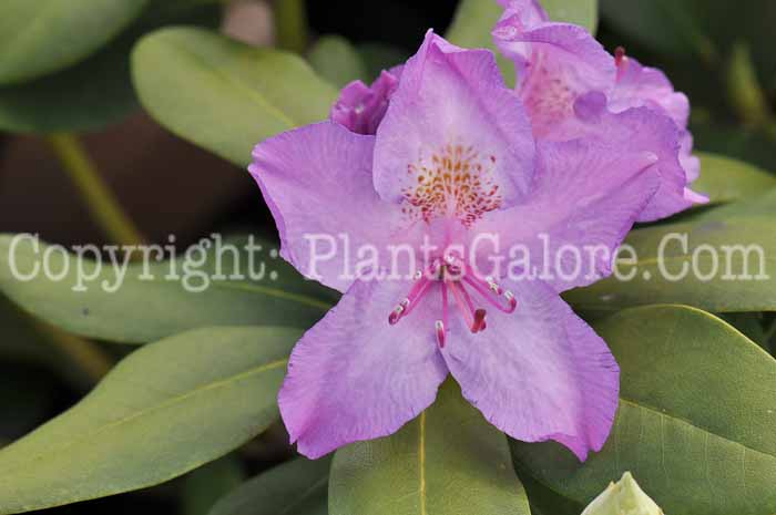 PGC-S-Rhododendron-catawbiense-Boursault-01