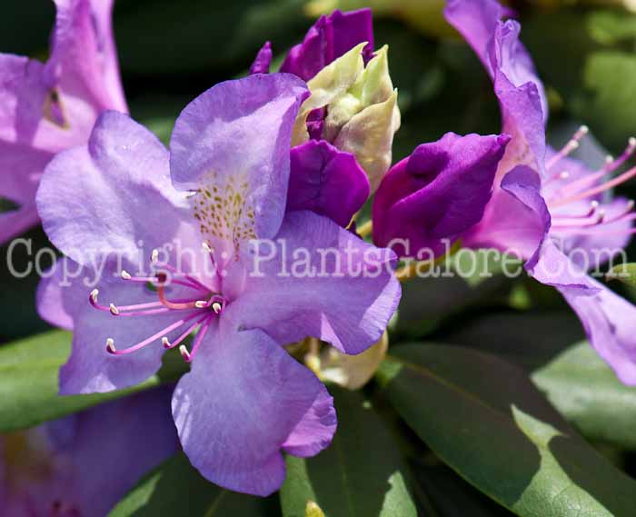 PGC-S-Rhododendron-catawbiense-Boursault-0514l-2