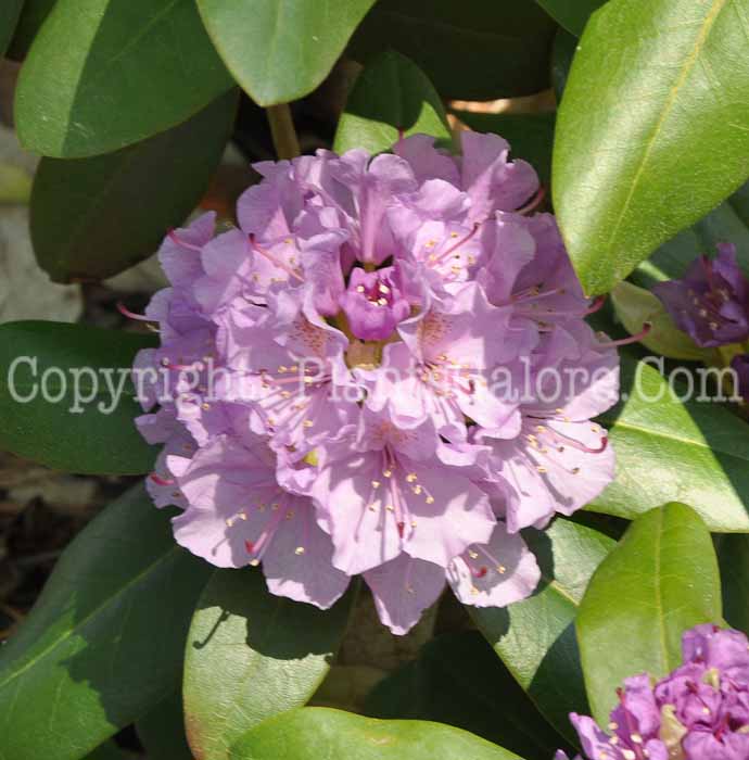 PGC-S-Rhododendron-catawbiense-Lavender-Queen-0001