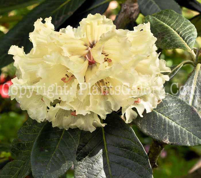 PGC-S-Rhododendron-macabeanum-CA-2011-01