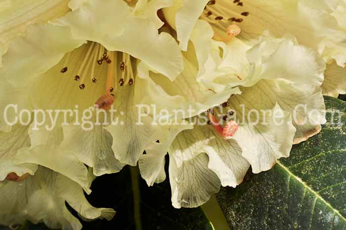 PGC-S-Rhododendron-macabeanum-CA-2011-04