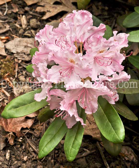 PGC-S-Rhododendron-smirnowii-05-12-1