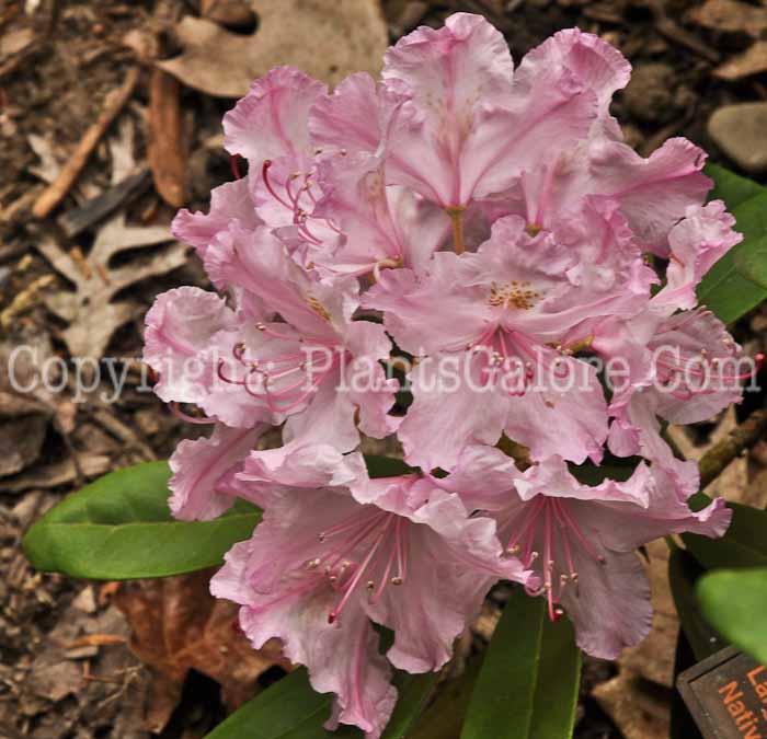 PGC-S-Rhododendron-smirnowii-05-12-2