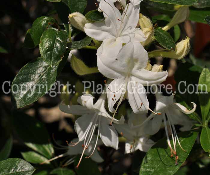 PGC-S-Rhododendron-Westons-Innocence-Azalea-01